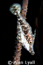 Slender Filefish - Bonaire - Canon EOS350D, EF-S 60mm by Alan Lyall 